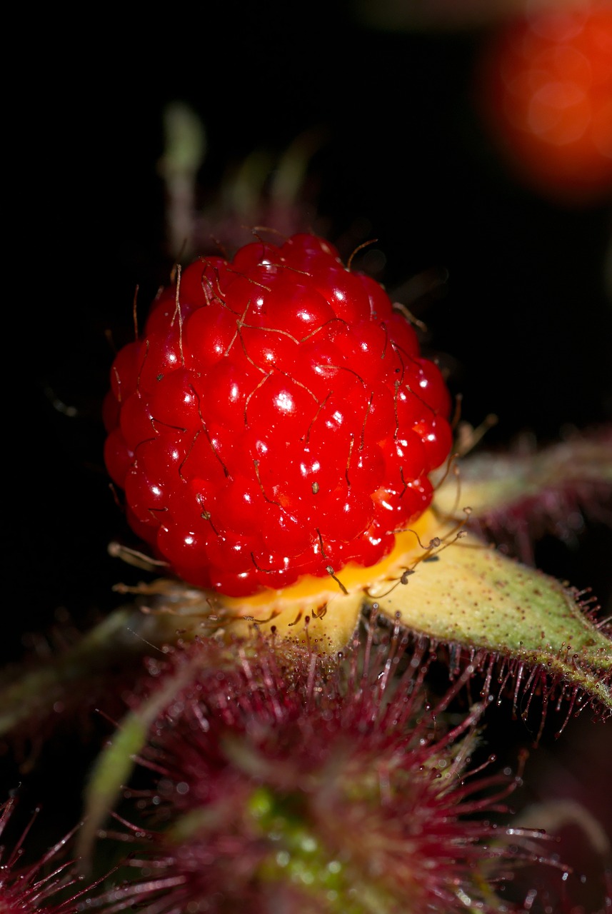 Avietė, Japanese, Japonų Vyno Uogos, Uogų Raudona, Raudona, Uogos, Vaisiai, Rubus Phoenico Lasius, Nemokamos Nuotraukos,  Nemokama Licenzija