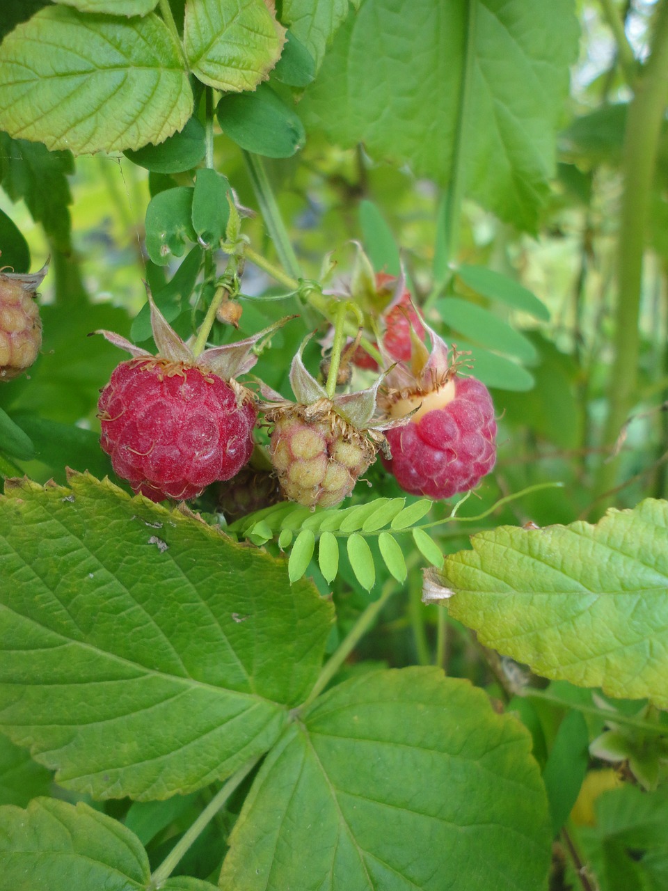 Avietė, Avietės, Vaisiai, Uogos, Vitaminas, Raudona, Nemokamos Nuotraukos,  Nemokama Licenzija