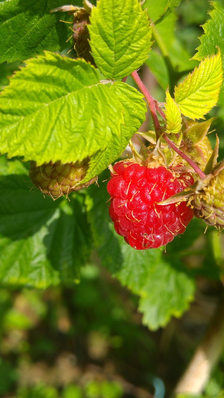 Aviečių,  Vaisių,  Raudona,  Organinis, Nemokamos Nuotraukos,  Nemokama Licenzija