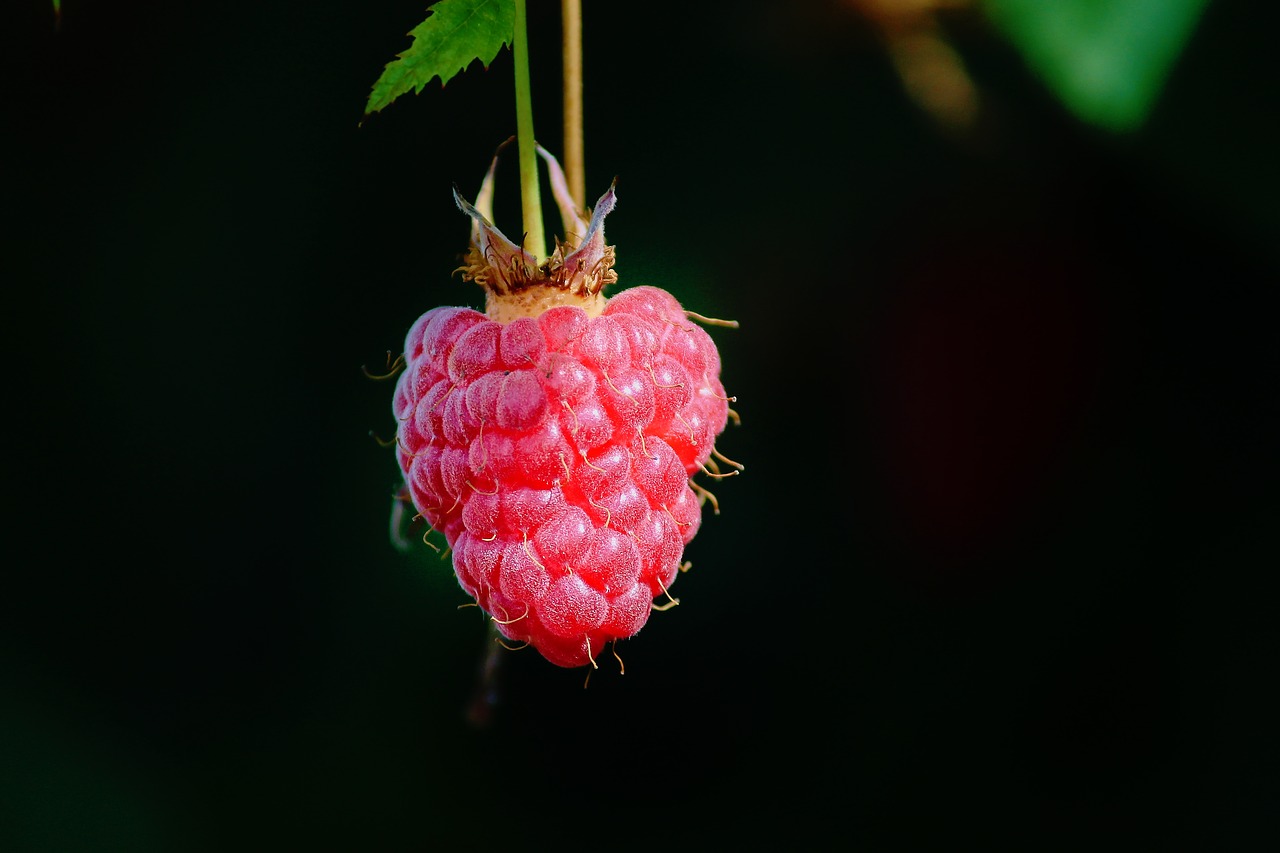 Aviečių,  Atskirai,  Priklauso,  Himbeerstrauch,  Raudona,  Vaisių,  Uoga,  Skanus,  Vitaminai,  Pobūdį