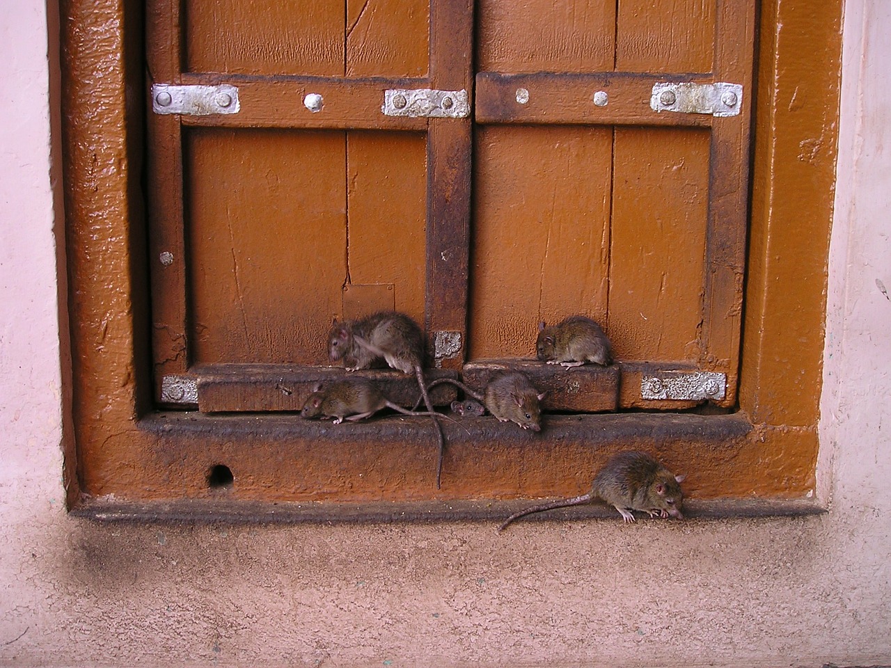 Žiurkė, Indija, Žiurkių Šventykla, Šventas, Nemokamos Nuotraukos,  Nemokama Licenzija