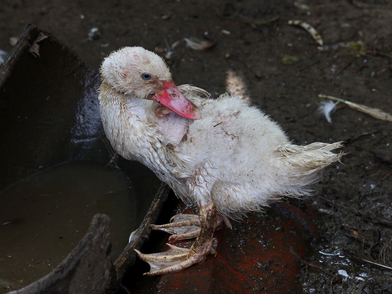 Norma, Negraži, Paukštis Domestica, Purvinas, Nemokamos Nuotraukos,  Nemokama Licenzija