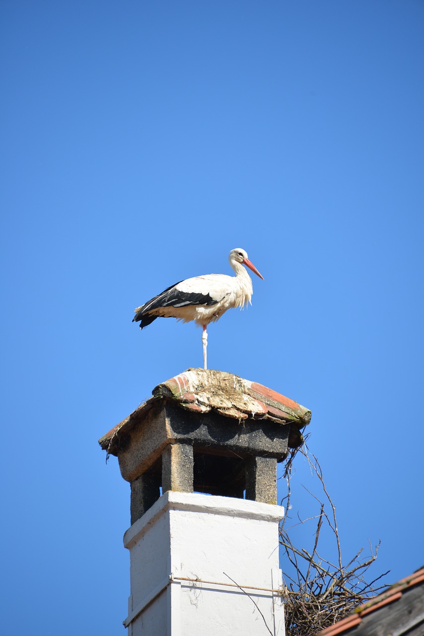 Griuvės Gandras, Židinys, Gandras, Paukštis, Gyvūnas, Baltas Gandras, Stogas, Plyta, Stogas, Nemokamos Nuotraukos