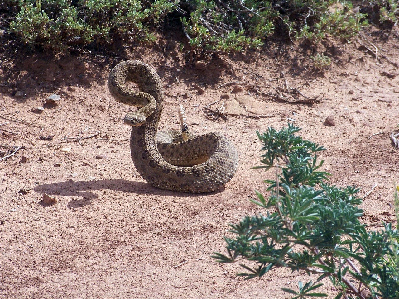 Griuvėsiai, Suvynioti, Ropliai, Laukinė Gamta, Nuodingas, Duobės Viper, Griūtis, Gamta, Vakarų, Prairie