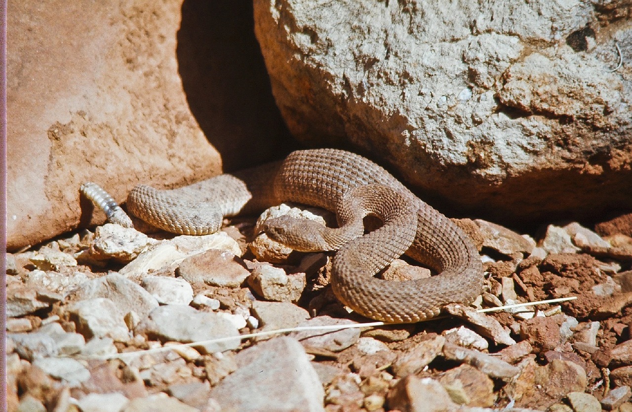 Griuvėsiai, Viper, Nuodingas, Ropliai, Laukinė Gamta, Nuodingas, Gamta, Pavojingas, Gyvatė, Griūtis