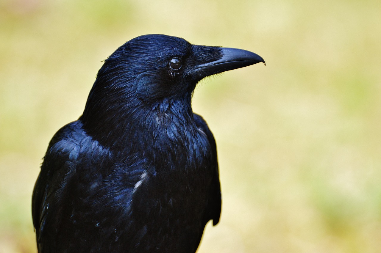 Varnas, Varna, Varnas Paukštis, Juoda, Paukštis, Skristi, Sąskaitą, Gyvūnas, Plunksna, Carrion Varna