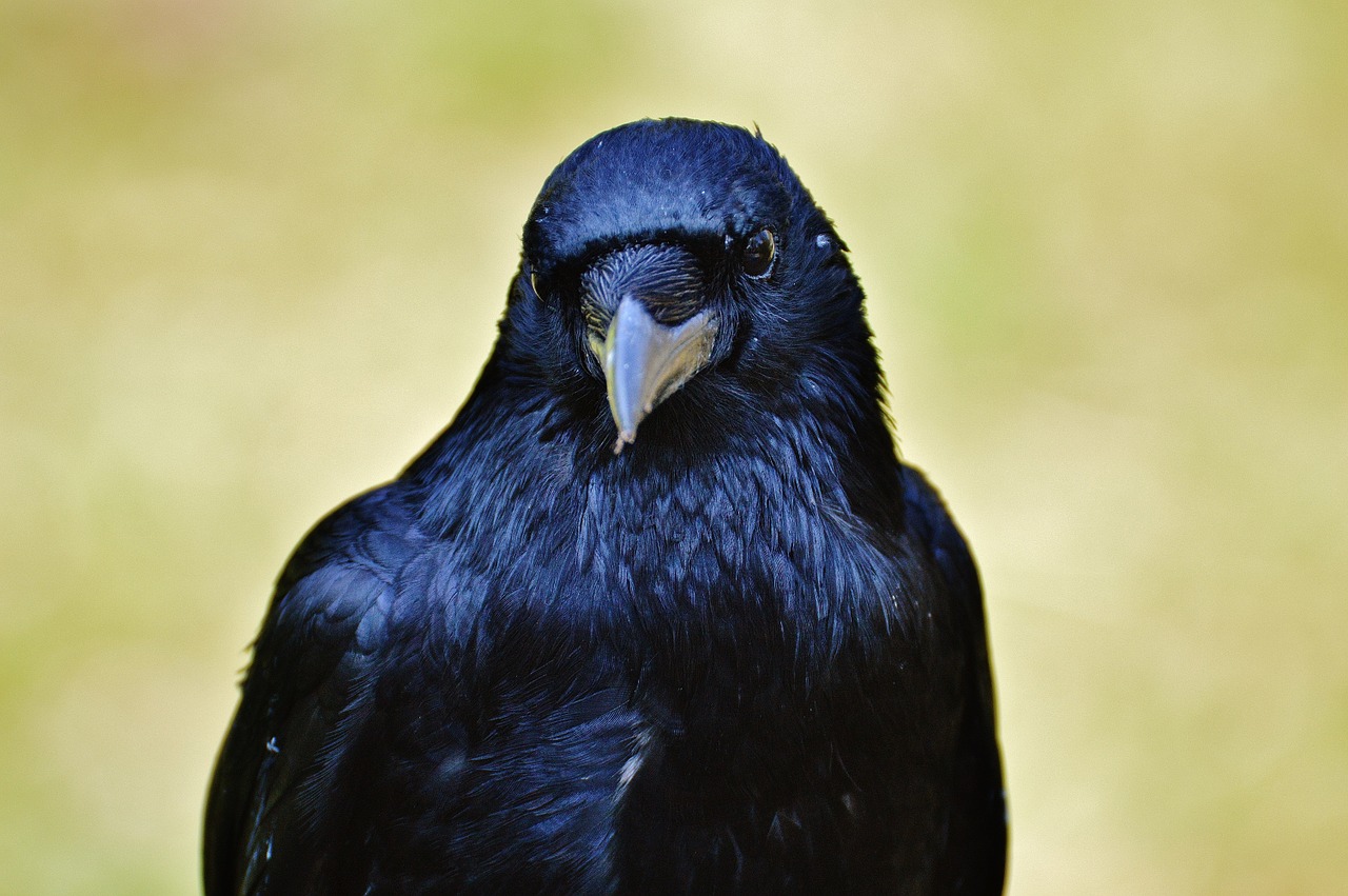 Varnas, Varna, Varnas Paukštis, Juoda, Paukštis, Skristi, Sąskaitą, Gyvūnas, Plunksna, Carrion Varna