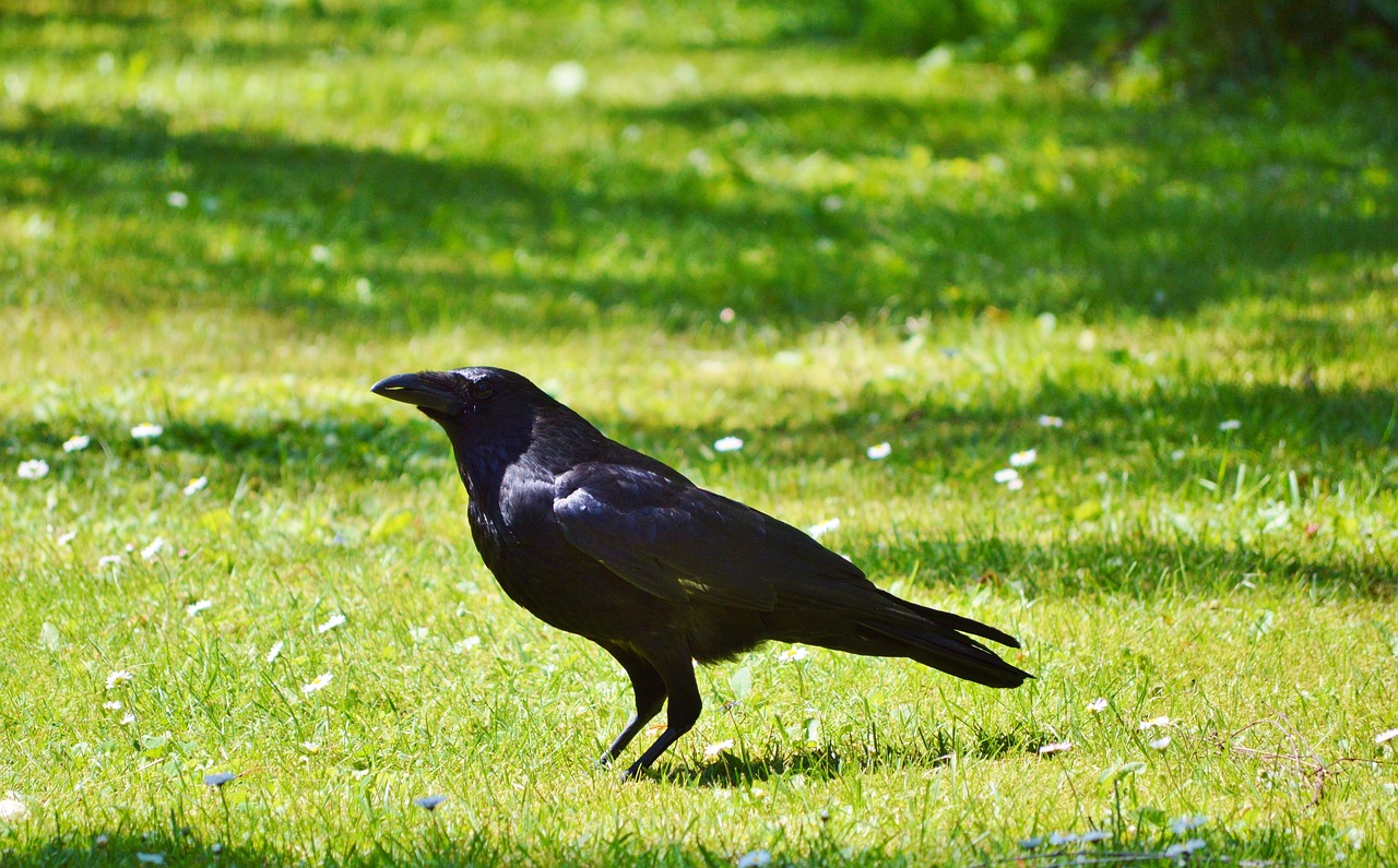 Varnas, Varna, Varnas Paukštis, Paukštis, Juoda, Gyvūnas, Carrion Varna, Sugadintojai, Bendras Varnas, Nemokamos Nuotraukos