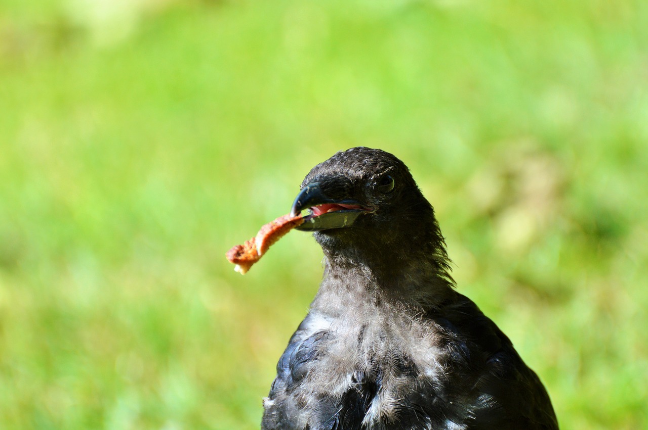 Varnas, Varnas Paukštis, Carrion Varna, Paukštis, Varna, Gyvūnas, Juoda, Bendras Varnas, Sąskaitą, Ieškoti Maisto