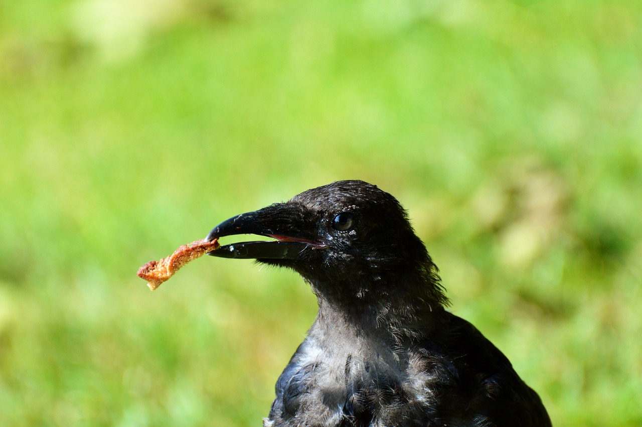 Varnas, Varnas Paukštis, Carrion Varna, Paukštis, Varna, Gyvūnas, Juoda, Bendras Varnas, Sąskaitą, Ieškoti Maisto