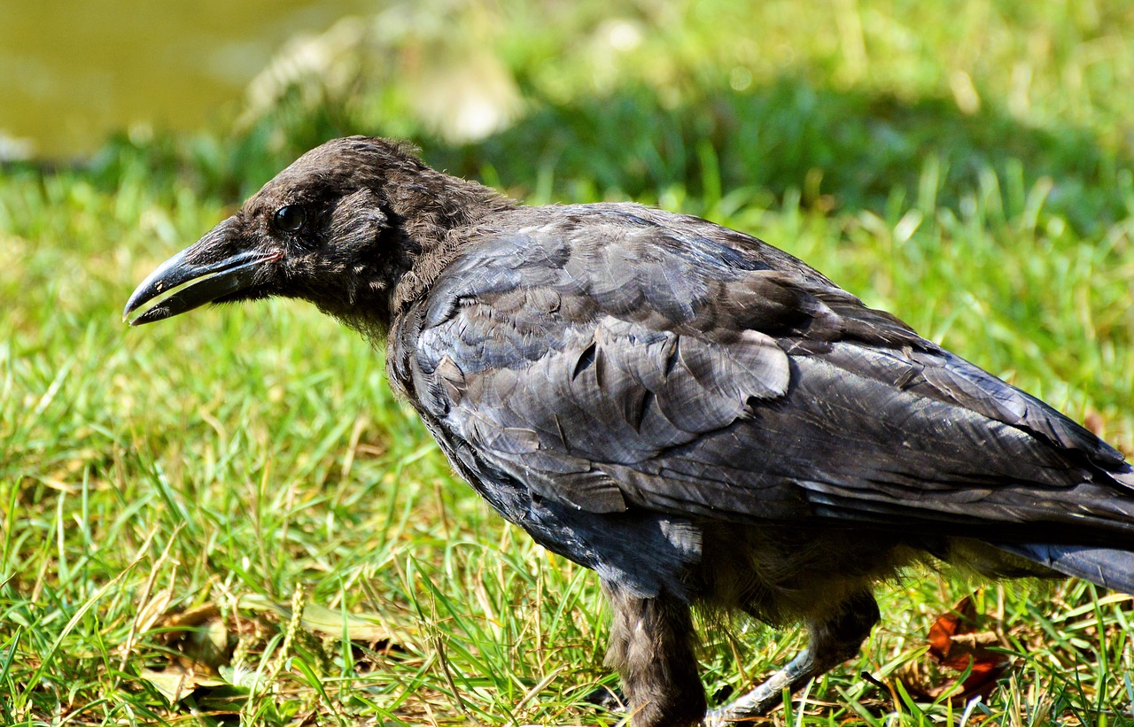 Varnas, Varnas Paukštis, Carrion Varna, Paukštis, Varna, Gyvūnas, Juoda, Bendras Varnas, Sąskaitą, Ieškoti Maisto