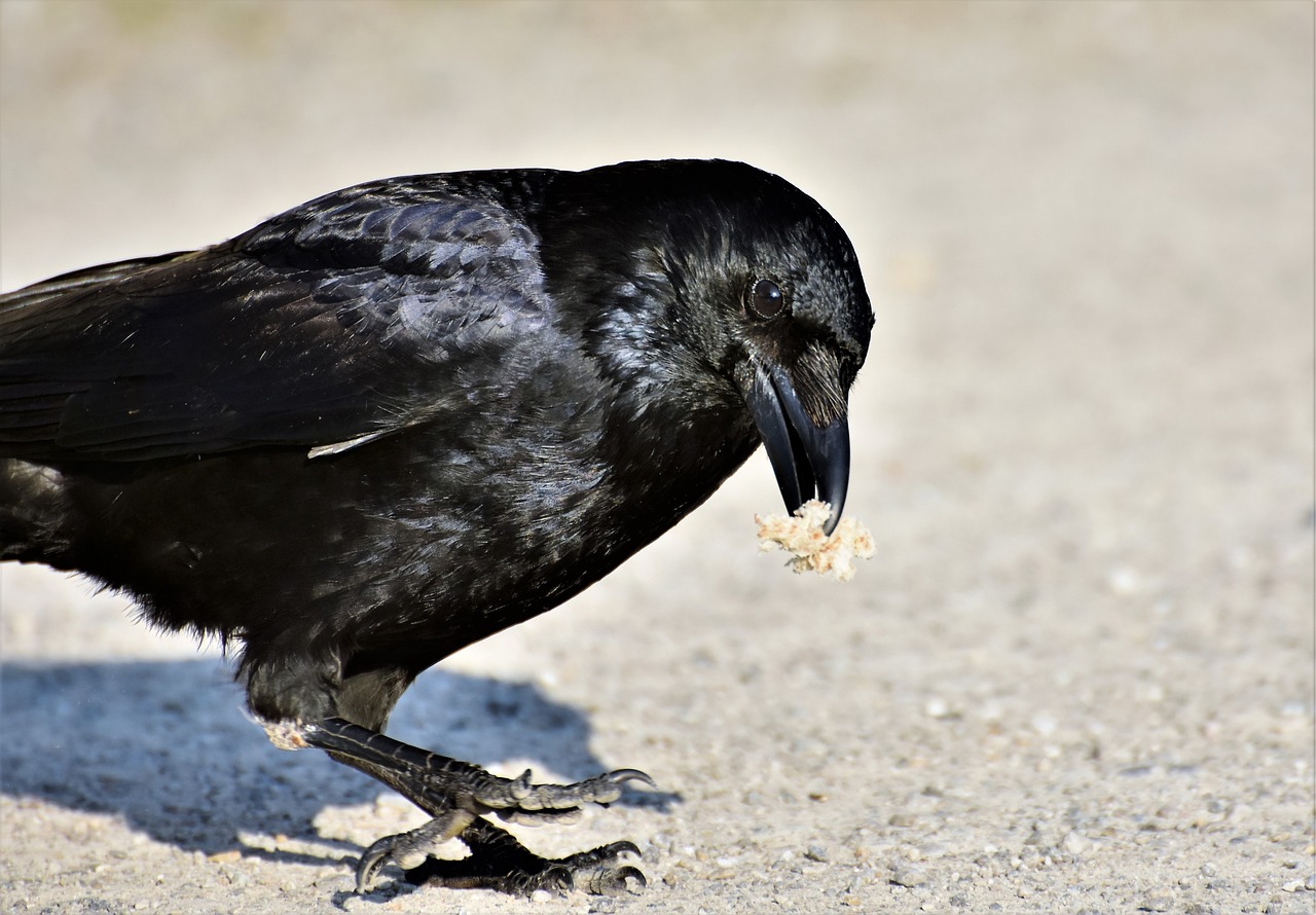 Varnas,  Varna,  Raven Paukštis,  Paukštis,  Plunksna,  Juodos Spalvos,  Bill,  Zgniły Tiesia,  Bendri Varnas,  Gyvūnas