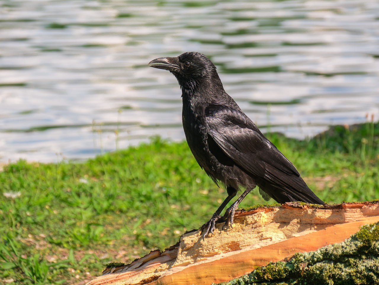 Raven Paukštis,  Varna,  Paukštis,  Gyvūnas, Nemokamos Nuotraukos,  Nemokama Licenzija