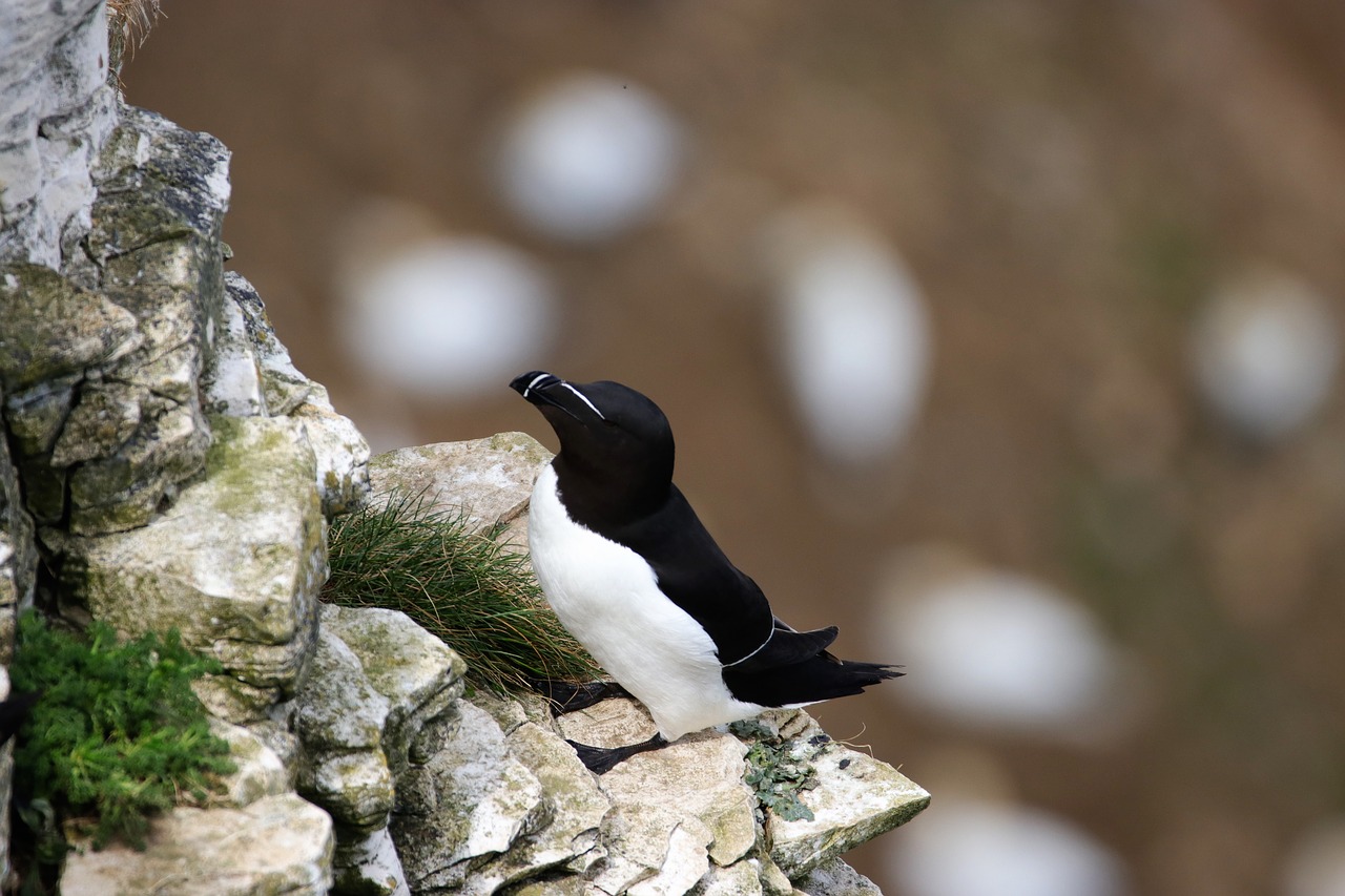 Razorbill, Paukštis, Laukinė Gamta, Gyvūnas, Rokas, Jūros Paukštis, Jūra, Uk, Plunksna, Vanduo