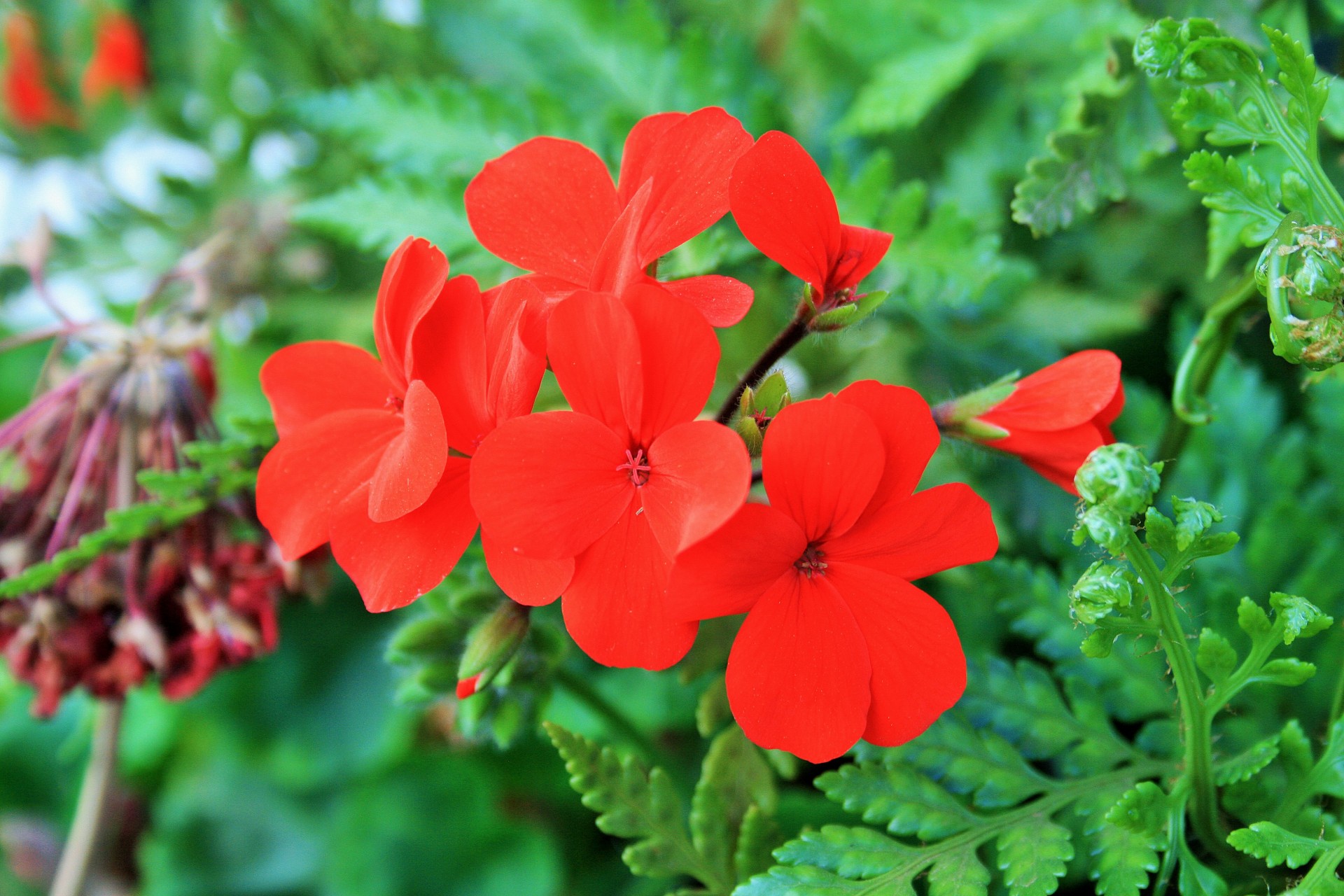 Gėlė,  Raudona,  Geranium,  Subtilus,  Žaluma,  Raudona Geranijos Gėlė, Nemokamos Nuotraukos,  Nemokama Licenzija