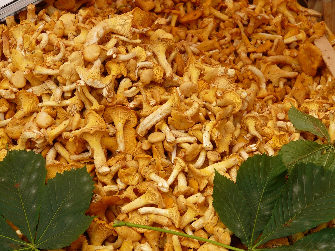 Tikrieji Chanterelles, Grybai, Kiaušinio Kempine, Cantharellus Cibarius, Eierschwammerl, Reherl, Voverai, Cantharellus, Valgyti, Valgomieji