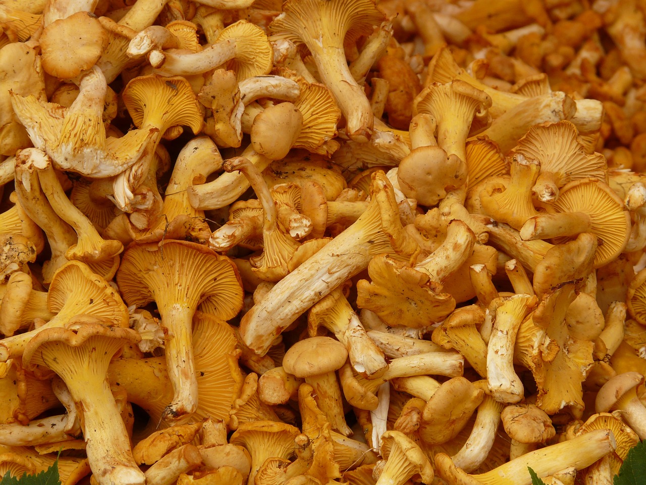 Tikrieji Chanterelles, Grybai, Kiaušinio Kempine, Cantharellus Cibarius, Eierschwammerl, Reherl, Voverai, Cantharellus, Valgyti, Valgomieji