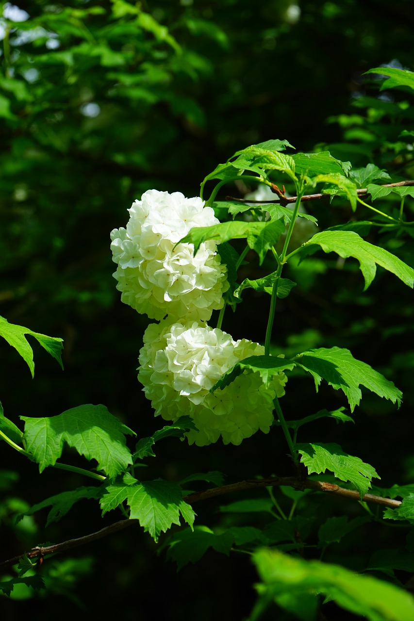 Realus Sniego Kamuolys, Krūmas, Gėlės, Lapai, Balta, Žalias, Viburnum Opulus Roseum, Dekoratyvinis Krūmas, Dekoratyvinis, Viburnum Opulus