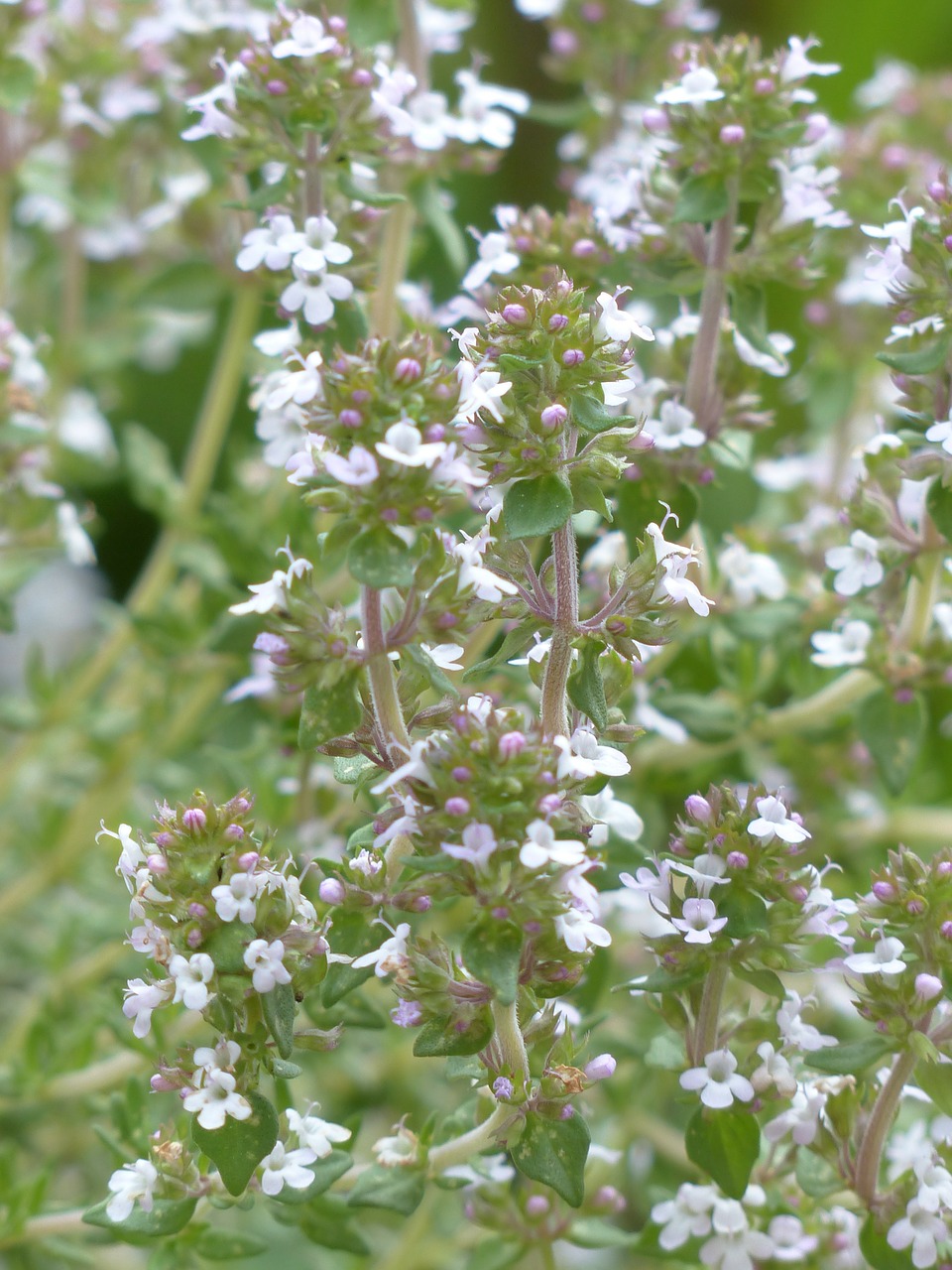 Tikrą Čiobrelių, Žolė, Virtuvės Žolelių, Thymus Vulgaris, Romėnų Čiobrelių, Kuttelkraut, Sodas Čiobreliai, Čiobreliai, Тимус, Lamiaceae