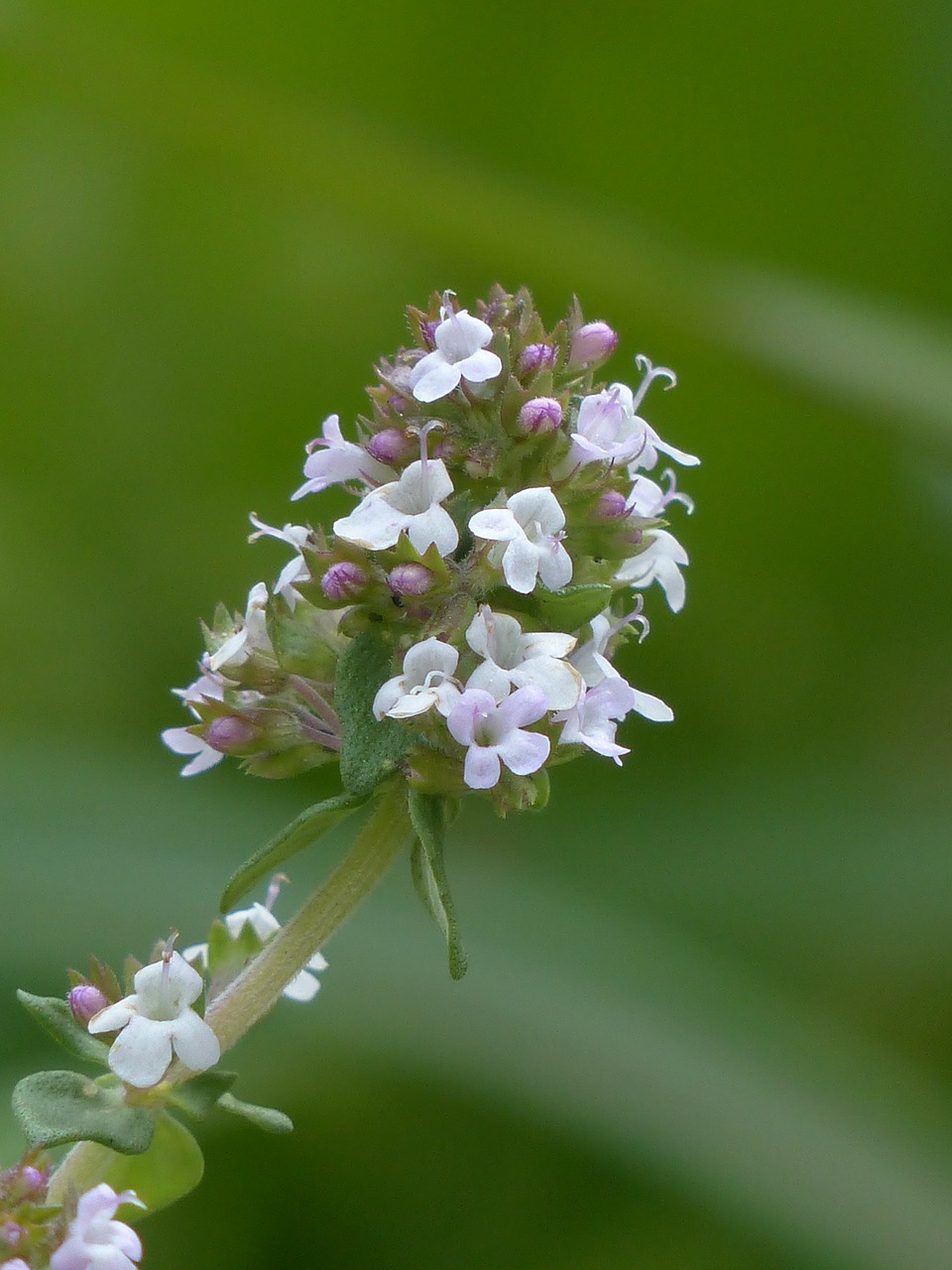 Tikrą Čiobrelių, Žolė, Virtuvės Žolelių, Thymus Vulgaris, Romėnų Čiobrelių, Kuttelkraut, Sodas Čiobreliai, Čiobreliai, Тимус, Lamiaceae