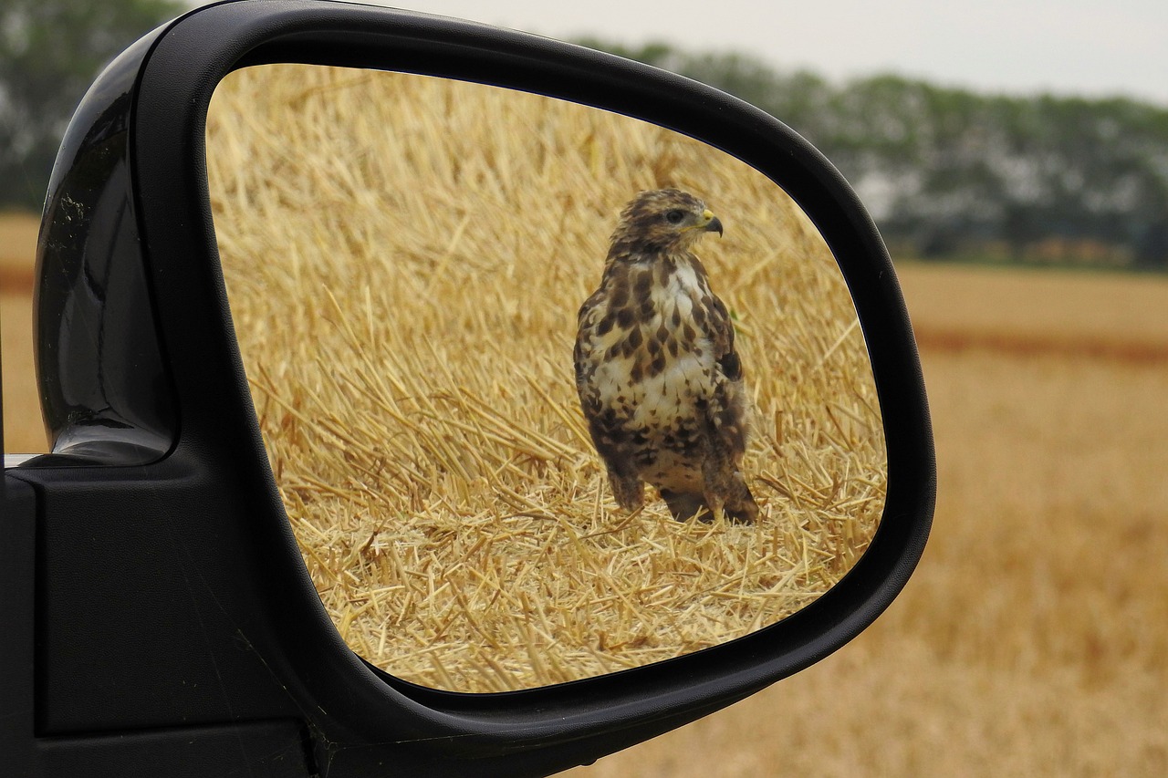 Galinis Veidrodis, Milanas, Raudonas Aitvaras, Paukštis, Raptoras, Plėšrusis Paukštis, Nemokamos Nuotraukos,  Nemokama Licenzija