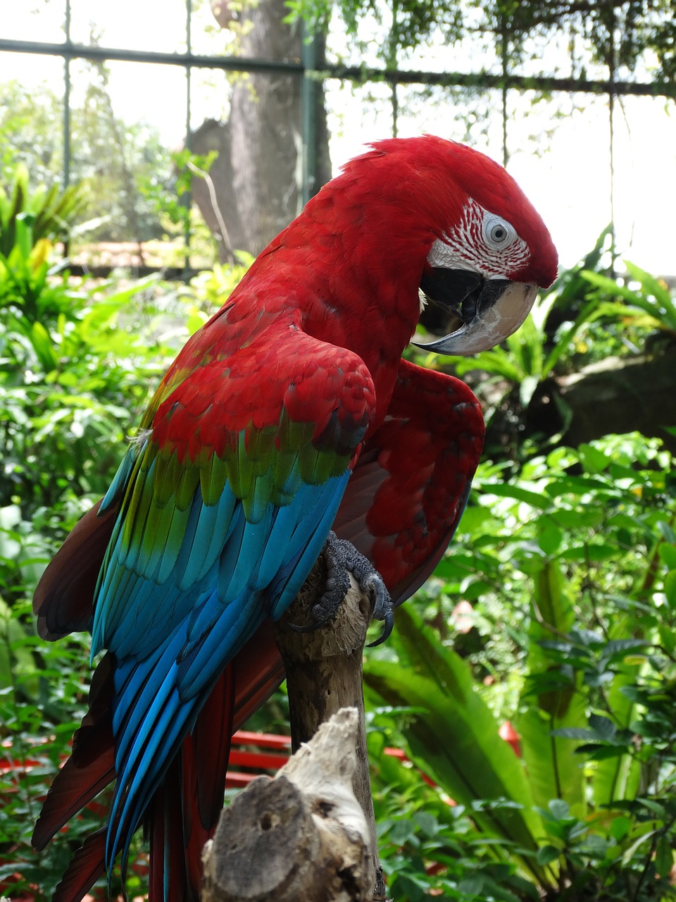 Raudona, Macaw, Papūga, Paukštis, Nemokamos Nuotraukos,  Nemokama Licenzija