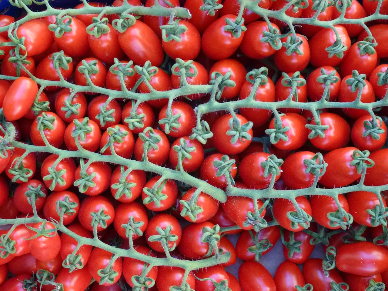 Raudona, Pomidorai, Ant Vynmedžio, Daržovės, Vegetarsisch, Sveikas, Santvaros, Maistas, Vitaminai, Viduržemio Jūros