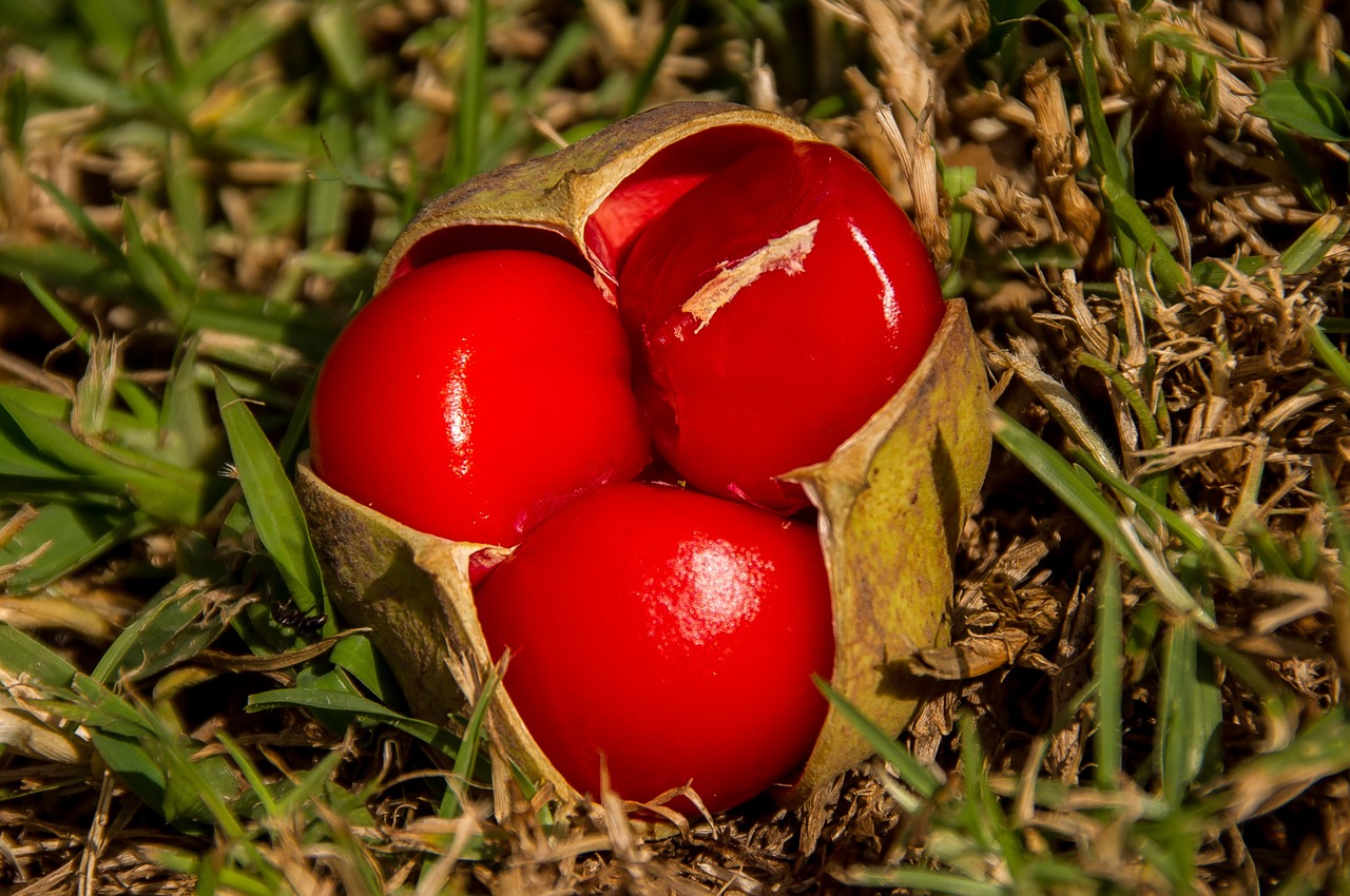 Raudona, Vaisiai, Uogos, Tamarindas, Mažas Lapinis Tamarindas, Diploglottis Campbelli, Trys, Šviesus, Blizgantis, Gimtoji