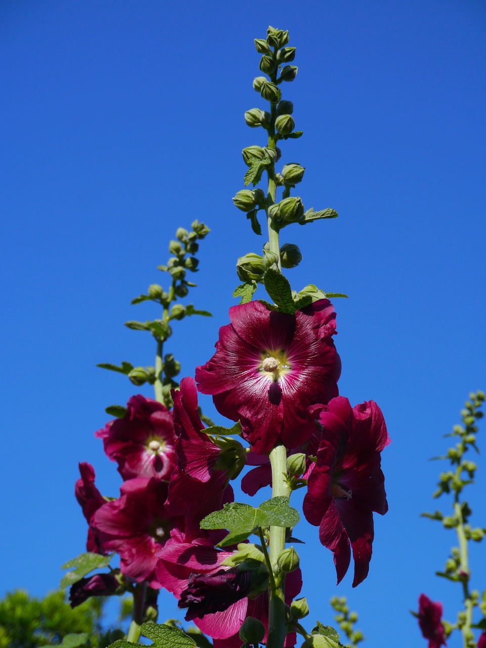 Althaea Rosea, Hana Aoi, Raudona, Akane, Raudona Violetinė, Gėlės, Budas, Lapai, Žalias, Otsu Parkas