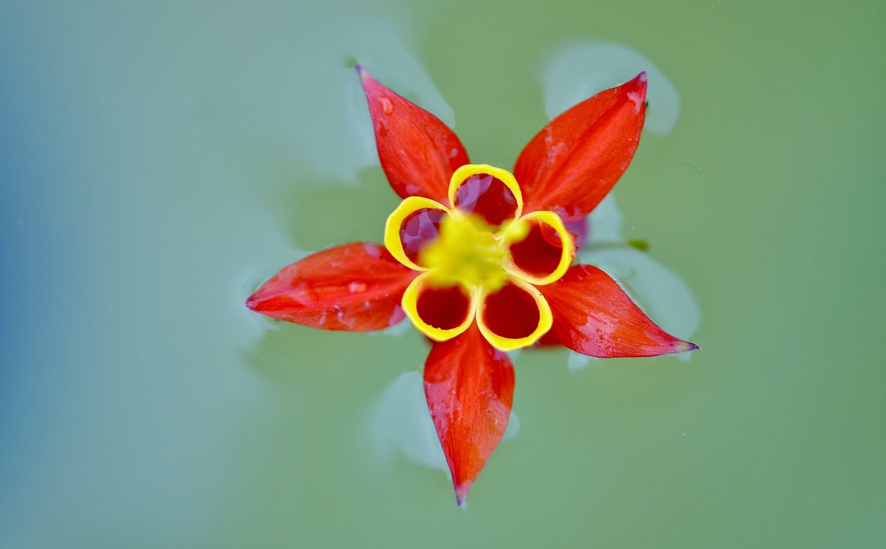 Raudona, Gėlė, Raudona Gėlė, Vasaros Gėlės, Gamta, Geltona, Wildflower, Makro, Nemokamos Nuotraukos,  Nemokama Licenzija