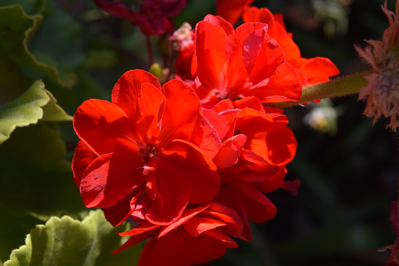 Raudona, Violets, Gėlė, Natūralus, Gamta, Žydėti, Romantiškas, Spalvinga, Nemokamos Nuotraukos,  Nemokama Licenzija