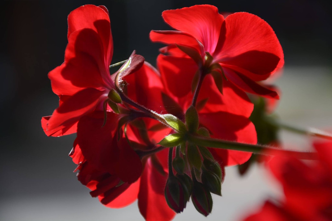 Raudona, Gėlė, Geranium, Nemokamos Nuotraukos,  Nemokama Licenzija