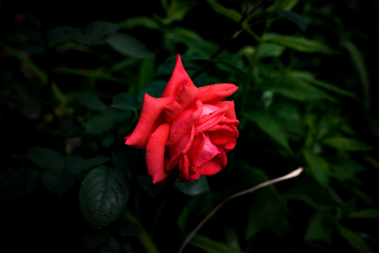 Raudona, Gėlė, Rožė, Nemokamos Nuotraukos,  Nemokama Licenzija