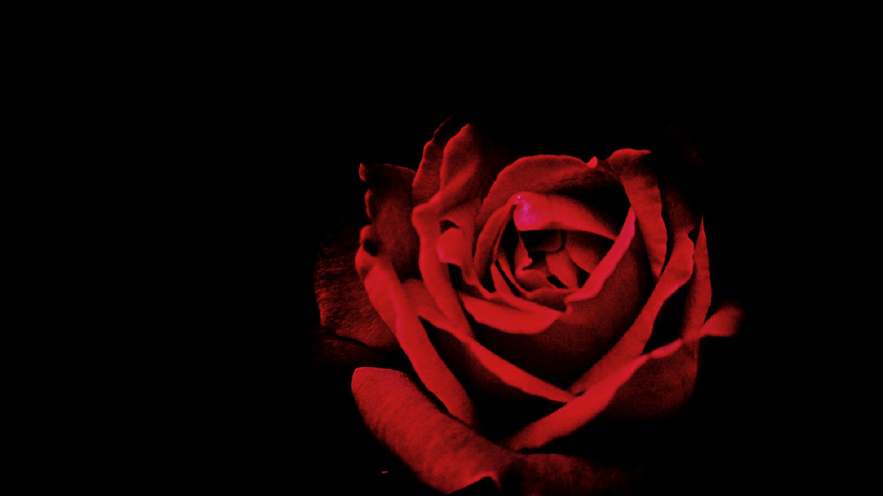 Raudona, Žiedlapis, Rožės, Gėlė, Nemokamos Nuotraukos,  Nemokama Licenzija