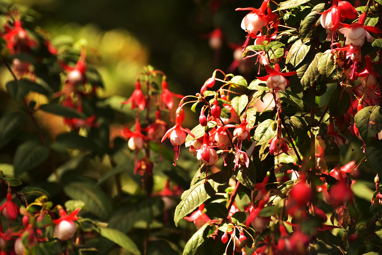 Raudona, Gėlės, Gamta, Raudona Gėlė, Augalas, Gėlė, Flora, Nemokamos Nuotraukos,  Nemokama Licenzija