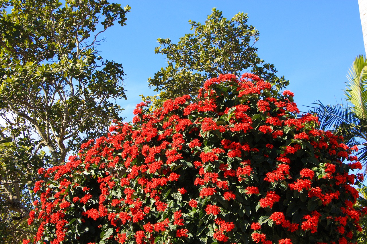 Raudona, Gėlė, Raudona Gėlė, Raudona Dahlia, Nemokamos Nuotraukos,  Nemokama Licenzija