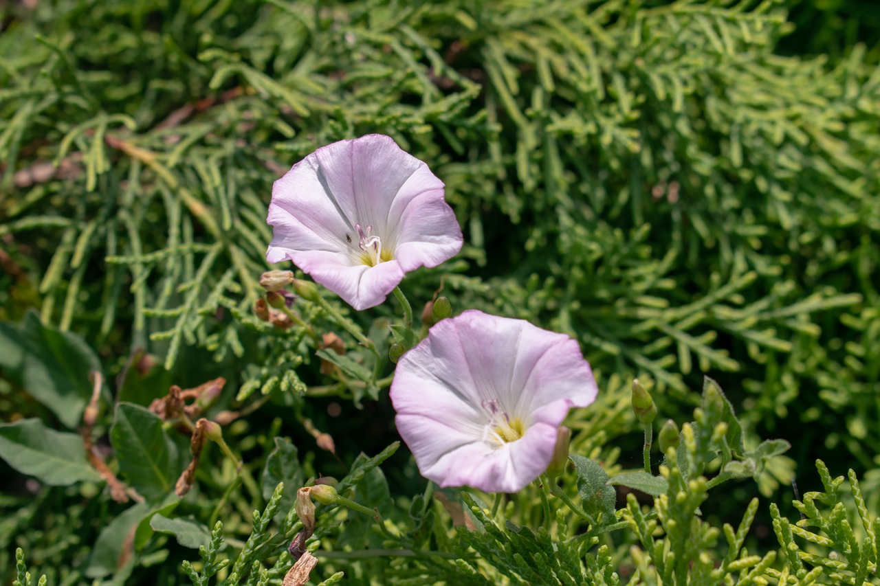 Raudona,  Žalias,  Pobūdį,  Gėlės,  Gražus,  Lietaus,  Žydi,  Floros,  Pavasaris,  Žiedas