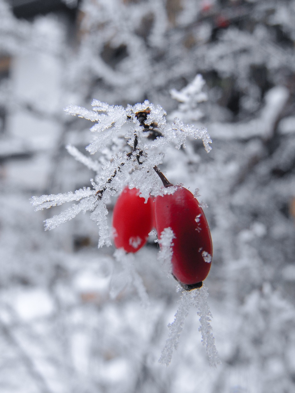 Raudona,  Ledas,  Šalto,  Apdaila,  Žiemos,  Xmas,  Pobūdį,  Įšaldomi,  Sniegas,  Putojantis