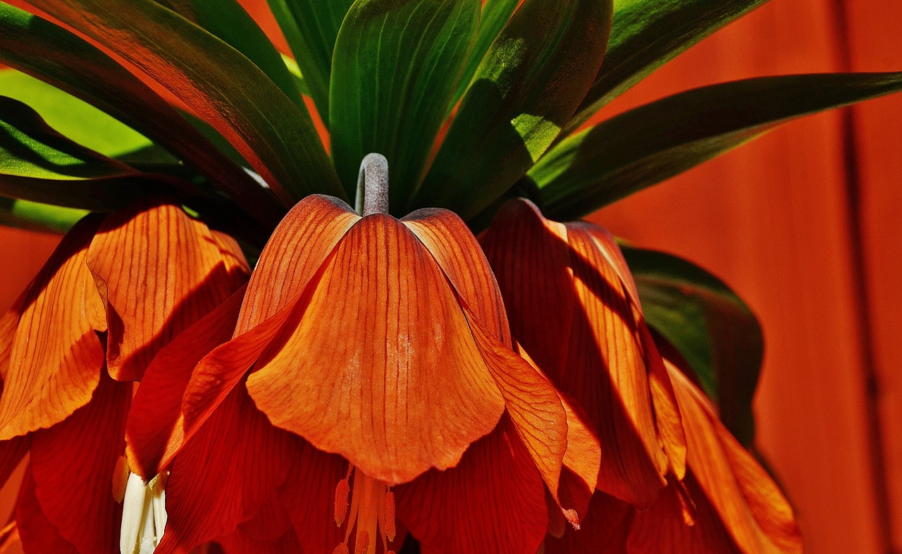 Raudona, Gėlė, Raudona Gėlė, Vasaros Gėlės, Gamta, Geltona, Wildflower, Makro, Nemokamos Nuotraukos,  Nemokama Licenzija