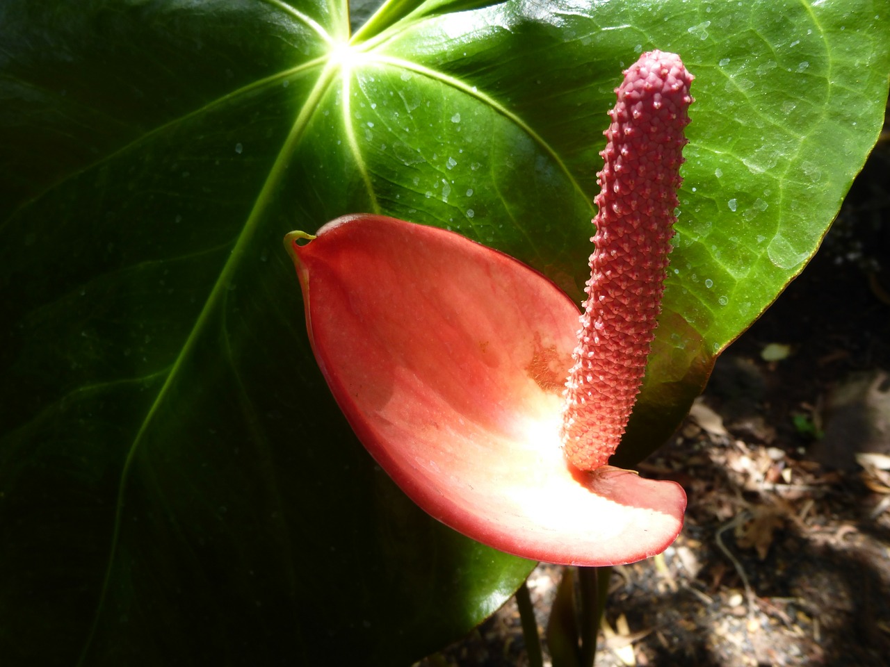 Raudona, Flamingo Gėlė, Gėlė, Žiedas, Žydėti, Uždaryti, Nuotaika, Gamta, Flora, Madeira