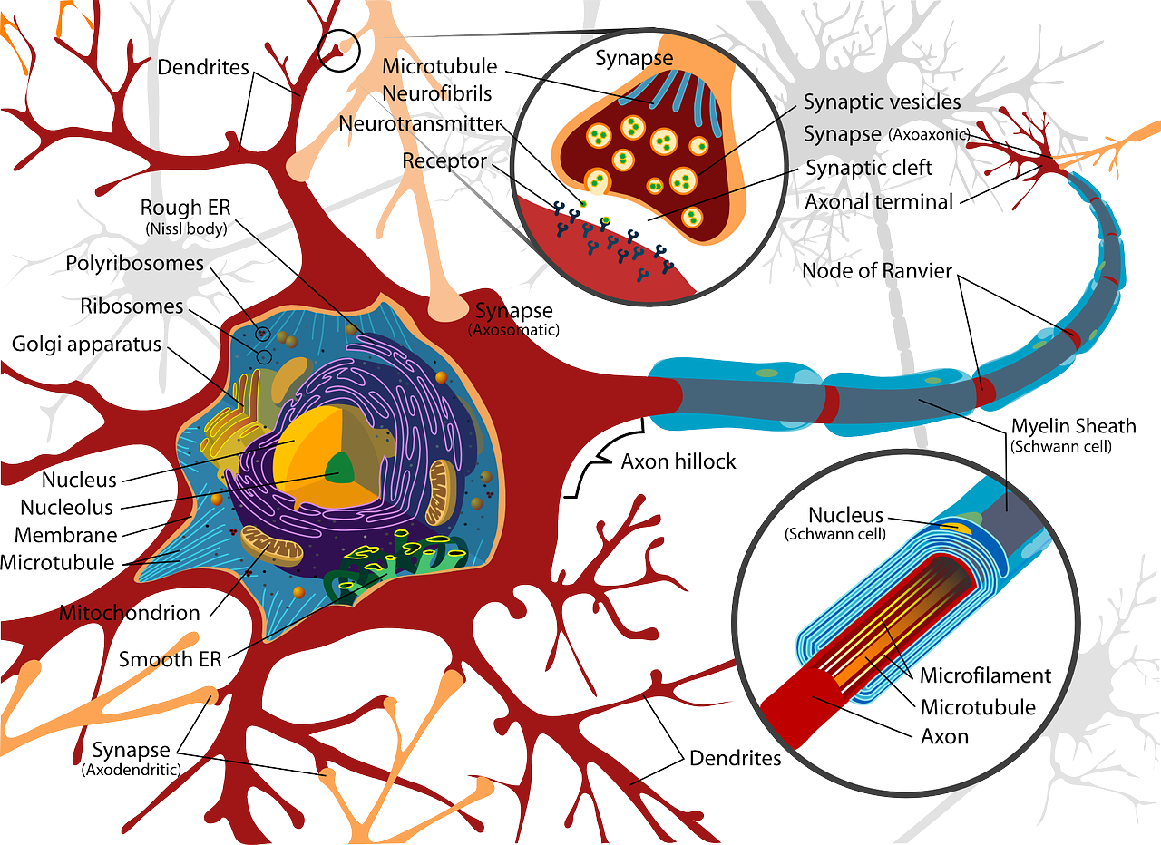 Raudona, Mokslas, Diagrama, Ląstelė, Neuronas, Biologija, Užbaigti, Kraujas, Paženklinta Etikete, Nervas