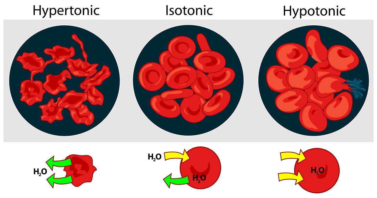 Raudona, Mokslas, Diagrama, Ląstelė, Biologija, Balta, Kraujas, Ląstelės, Paženklinta Etikete, Osmosinis