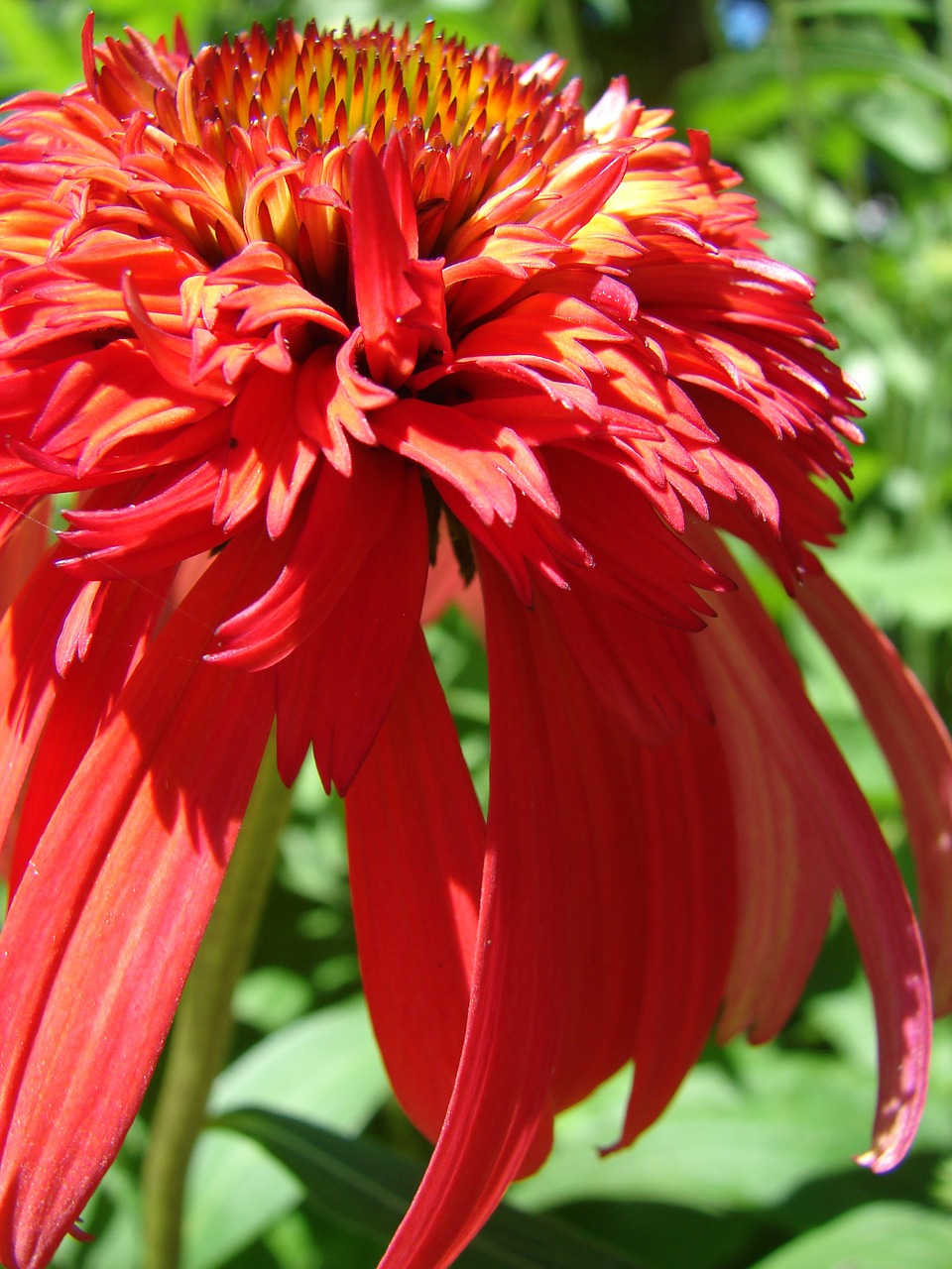 Raudona, Echinacea, Purpurea, Gėlė, Žydėti, Gamta, Augalas, Gėlių, Žiedas, Žiedlapis