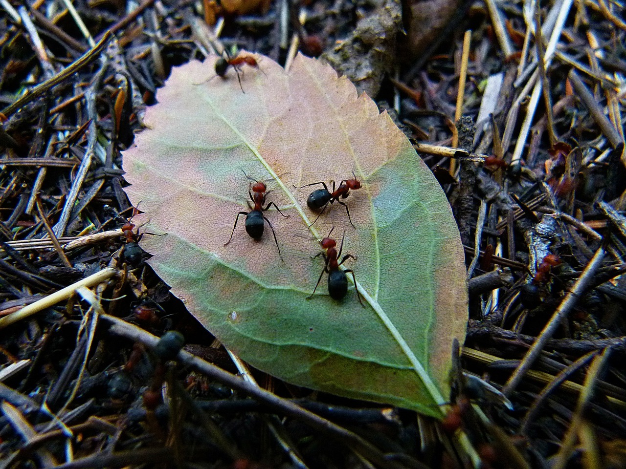 Raudona, Medžio Skruzdėlė, Užsiėmę Darbuotojai, Gyvūnai, Gamta, Lapai, Pušies Adatos, Miškas, Ant Kalva, Vabzdžiai