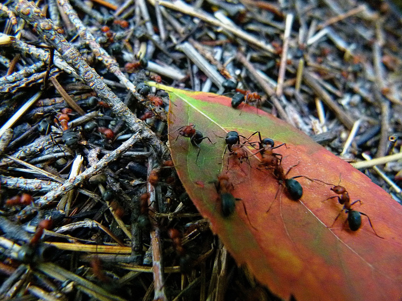 Raudona, Juoda, Ant, Vabzdys, Užsiėmes, Darbuotojas, Miškas, Ant Kalva, Raudona Mediena, Medžio Skruzdėlės