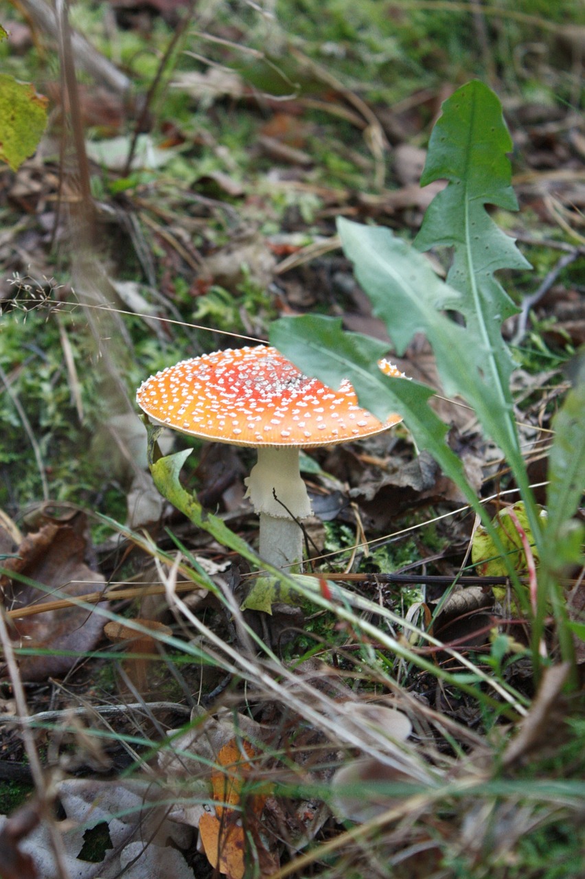 Raudona, Grybai, Toksiškas, Miškas, Skrenda Agaro Raudonai, Nuodingas, Pavojus, Ruduo, Grybai, Laukiniai