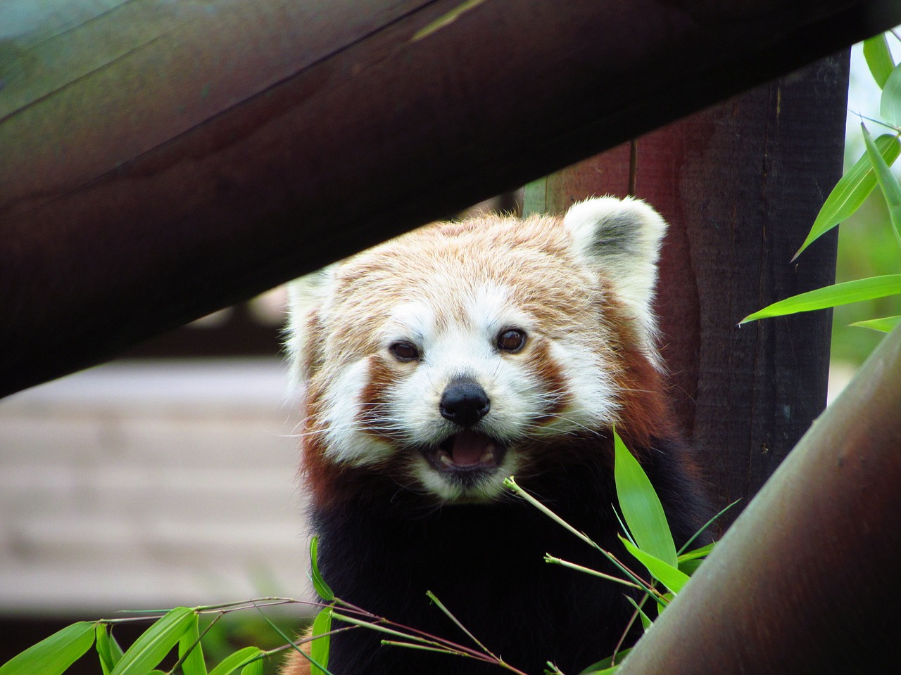 Raudona,  Panda,  Raudonoji Panda,  Valgymas,  Sėdi,  Gyvūnas,  Laukinė Gamta,  Alkanas, Nemokamos Nuotraukos,  Nemokama Licenzija