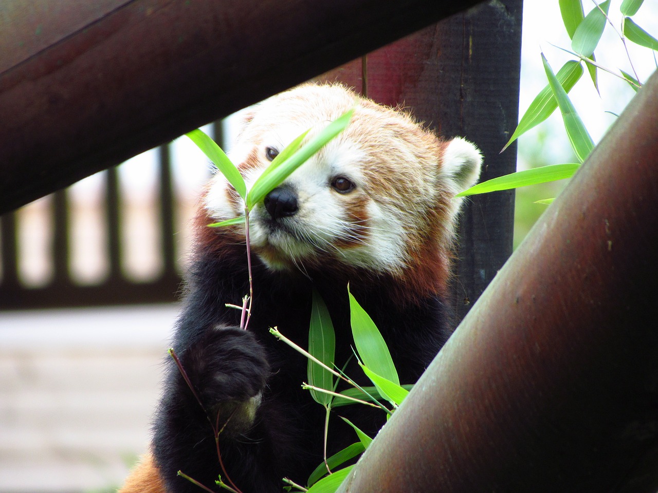 Raudona,  Panda,  Raudonoji Panda,  Valgymas,  Sėdi,  Gyvūnas,  Laukinė Gamta,  Alkanas, Nemokamos Nuotraukos,  Nemokama Licenzija