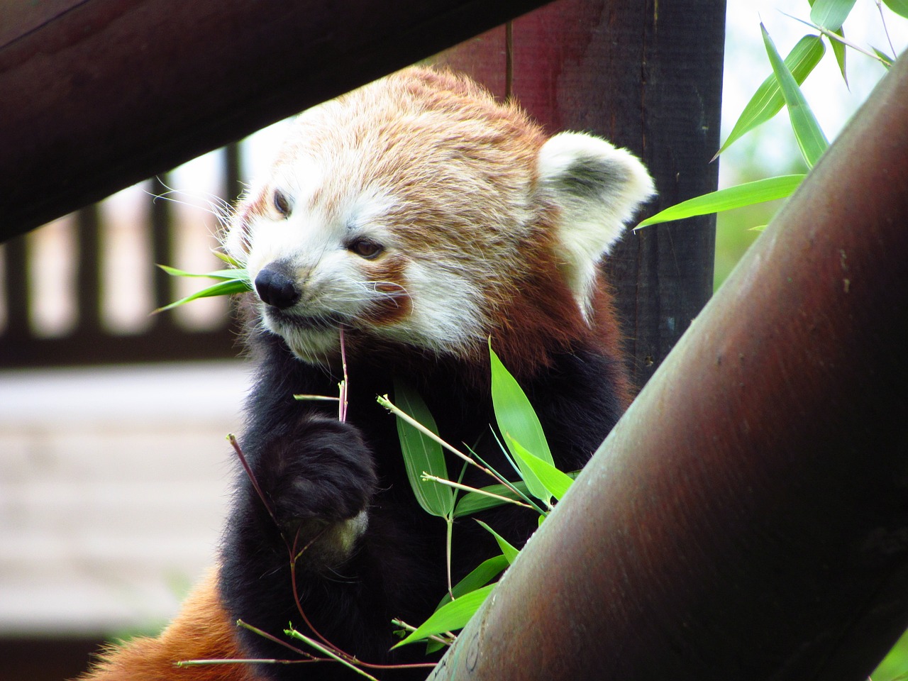 Raudona,  Panda,  Raudonoji Panda,  Valgymas,  Sėdi,  Gyvūnas,  Laukinė Gamta,  Alkanas, Nemokamos Nuotraukos,  Nemokama Licenzija