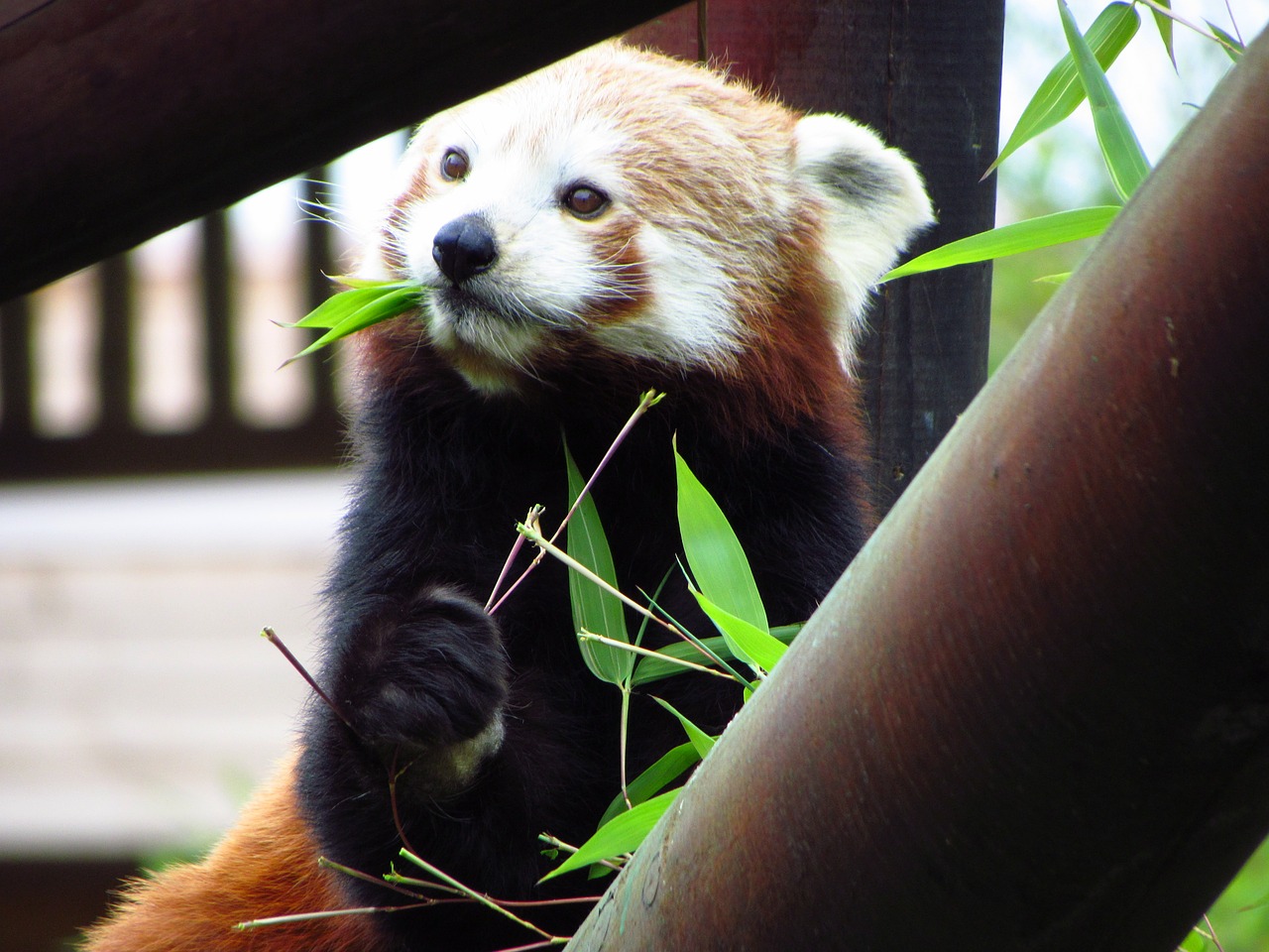 Raudona,  Panda,  Raudonoji Panda,  Valgymas,  Sėdi,  Gyvūnas,  Laukinė Gamta,  Alkanas, Nemokamos Nuotraukos,  Nemokama Licenzija